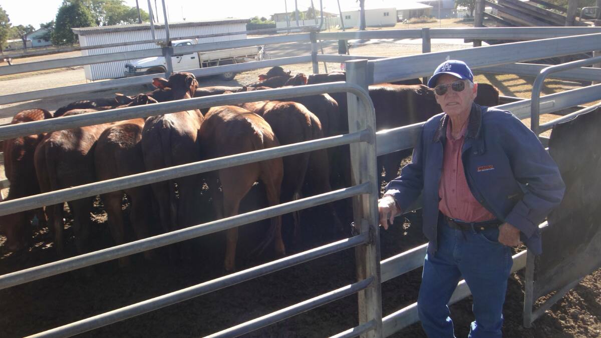 David White Tandarra Yelarbon with his EU accredited Santa steers that sold for $1015 at Toogoolawah.