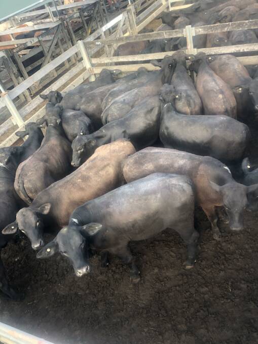 Russell and Trish McIntosh, Widgee, sold 84 quality Brangus steers for 538c/kg ($2072). 