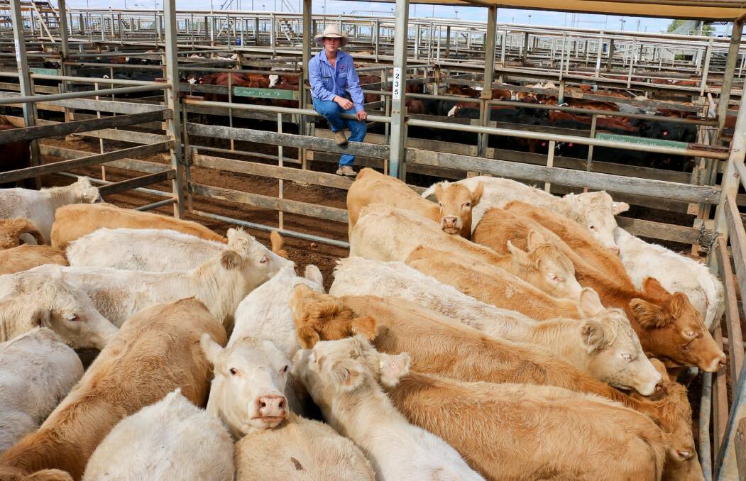 Watkins & Co agent Charles Gleeson with a pen of Spiven Pty Ltd heifers which sold to 389c/kg, reaching a top of $1293 to average $1012.