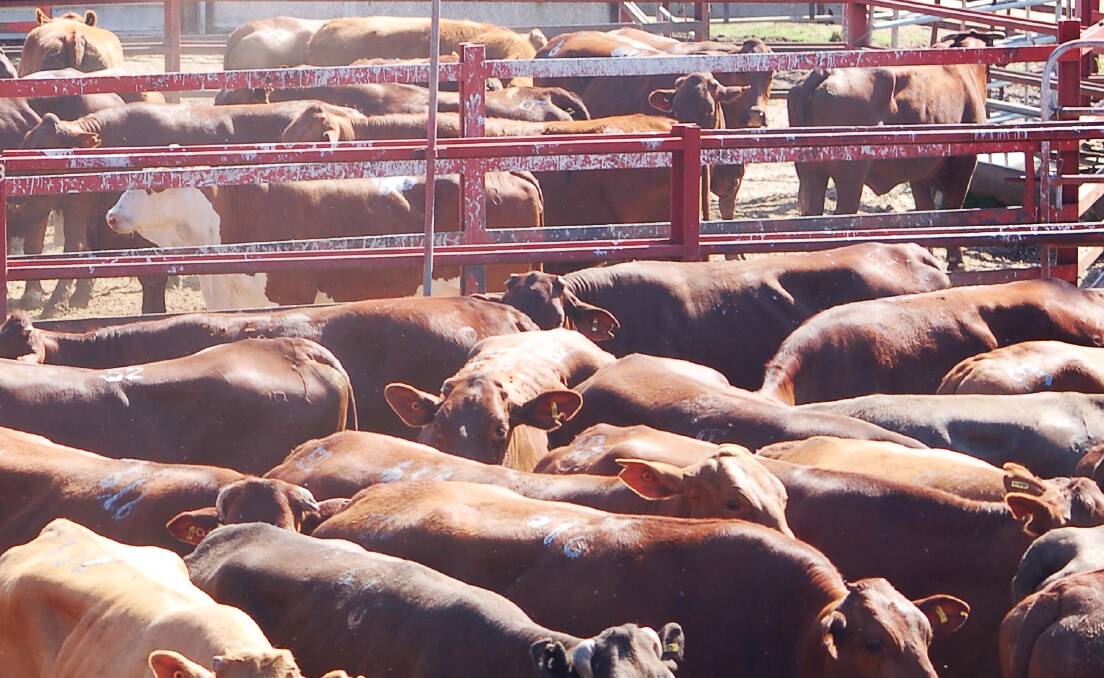 Yearling steers sell to top of 626c, average 559c at Warwick