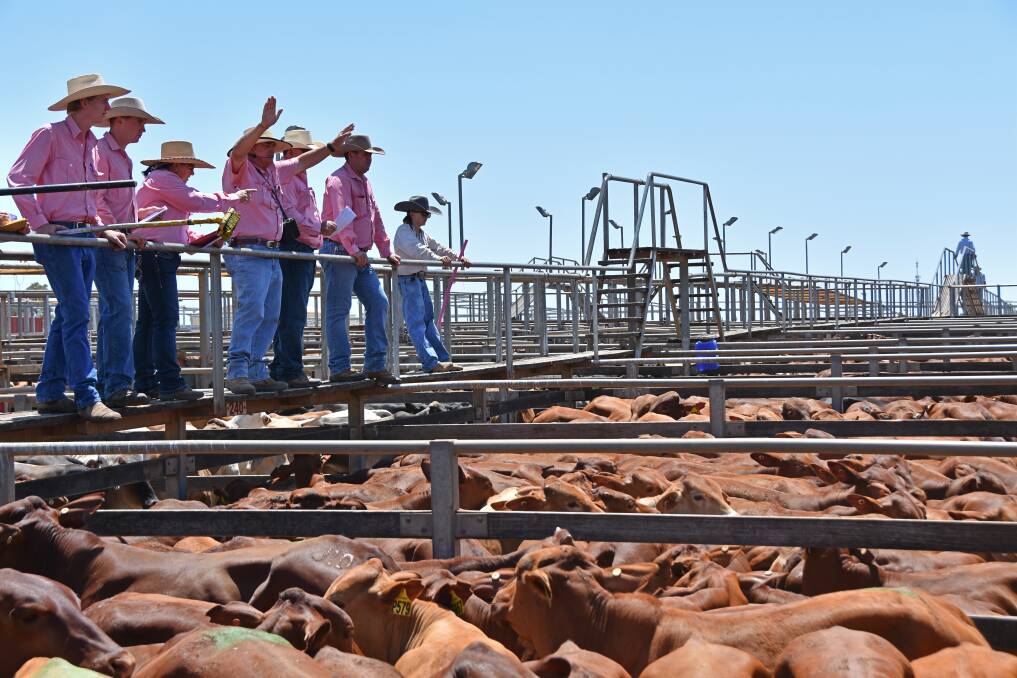 The Brown family, Latrobe, Longreach, sold 88 Santa steers weighing 235kg for a top of 280c/kg to average $653/head. Picture - Hayley Kennedy.
