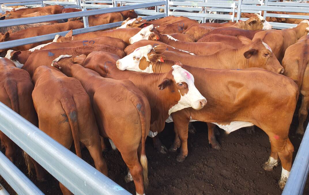  McGuigan & Cos Braford EU steers sold for for $2270 or 583c/kg.