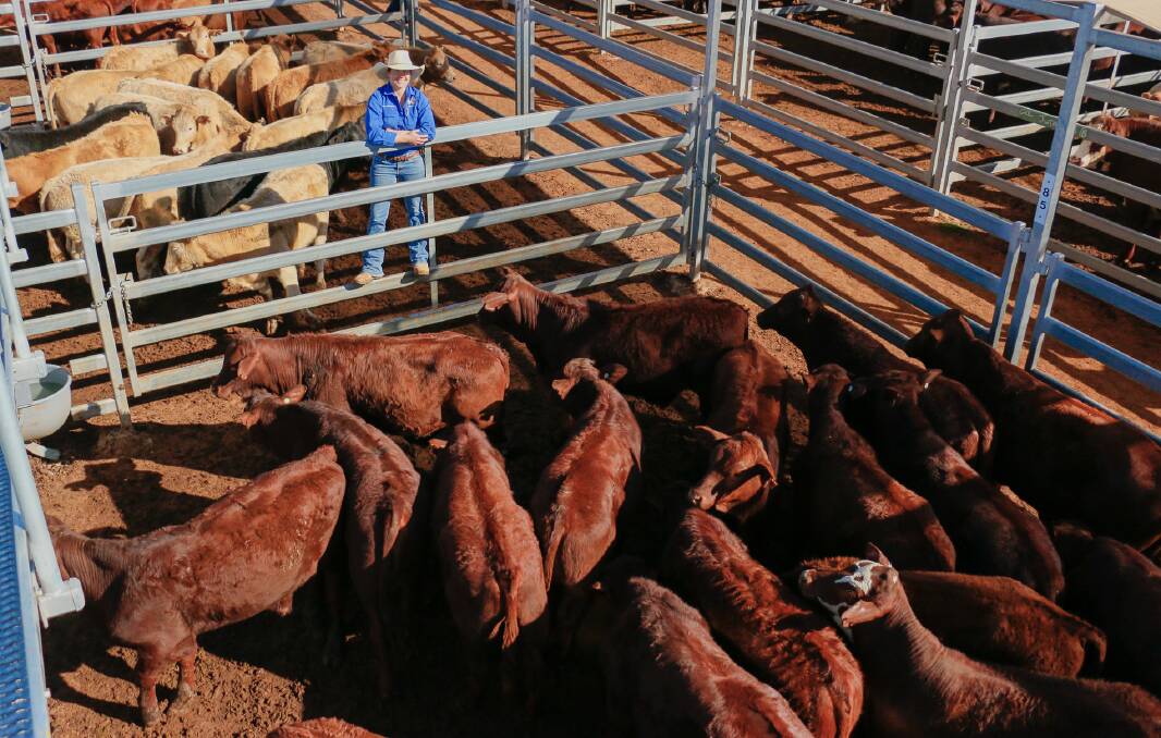 TopX Roma agent Sarah Packer with a line of BA & RA Howe EU steers that sold to 460c/kg, reaching a top of $1351 to average $1246.