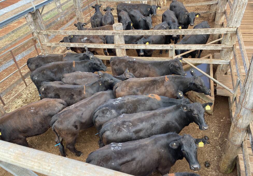 A feature line of PTIC blue tag Angus cross and Charbray heifers from Gympie sold for $2050 to return about 600c. They are bound for a NSW property re-stocking after the drought.