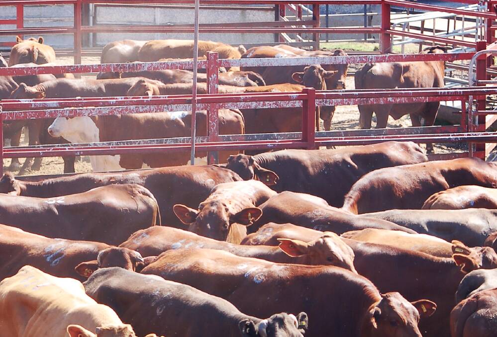 Light weight yearling steers to restockers at 620c, average 583c at Warwick