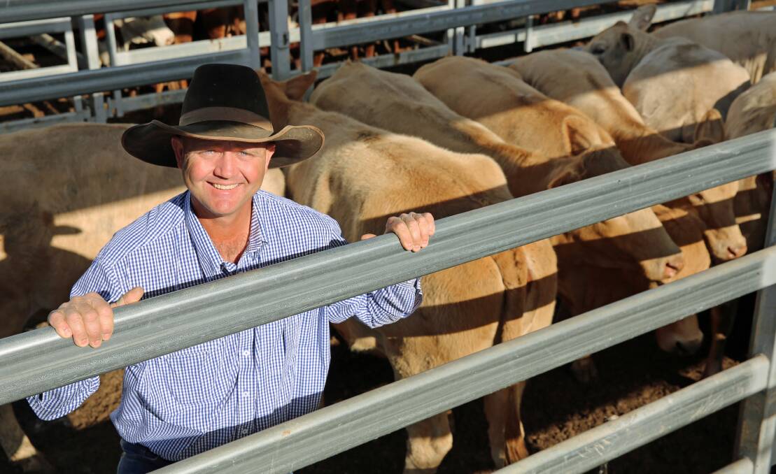 Burnett Livestock & Realty's Lance Whitaker with a pen of Charbray cows on account of W & J Accornero, Gayndah, that sold for 292.2c/kg or $1601/head.