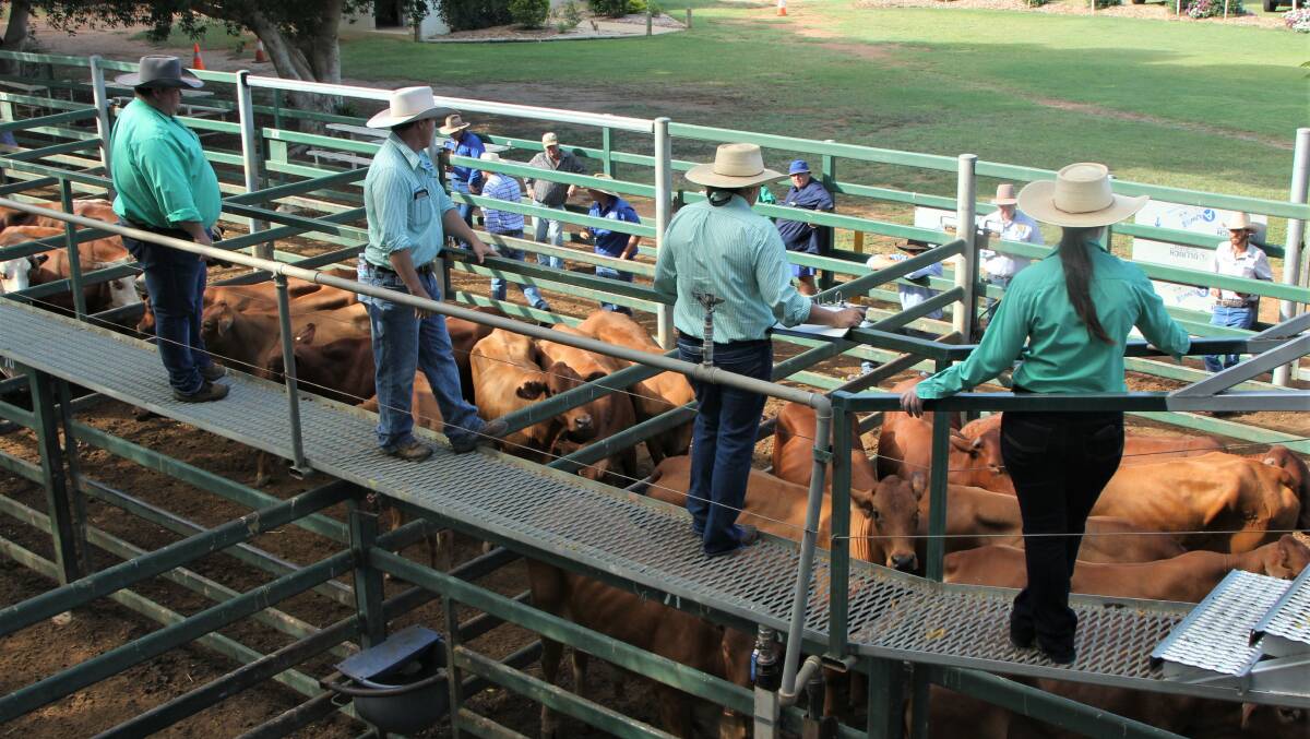 Weaner steers sell to 586c, average 426c at Blackall