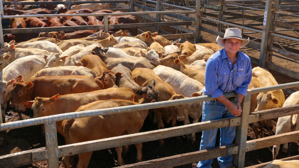 GDL agent Jack Hannah with a line of Weonia heifers. The heifers sold to 291c/kg, reaching a top of $1014 to average $763. The steers sold to 322c/kg, reaching a top of $1173 to average $869.