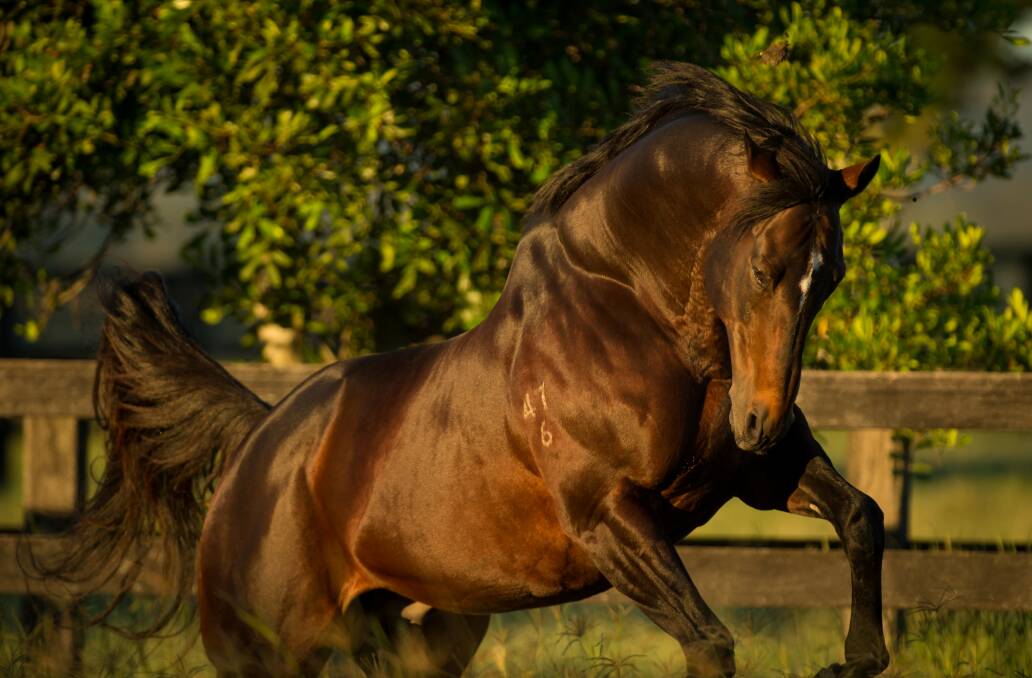 Successful sire Love Conquers All. Picture: Clear Mountain Fairview
