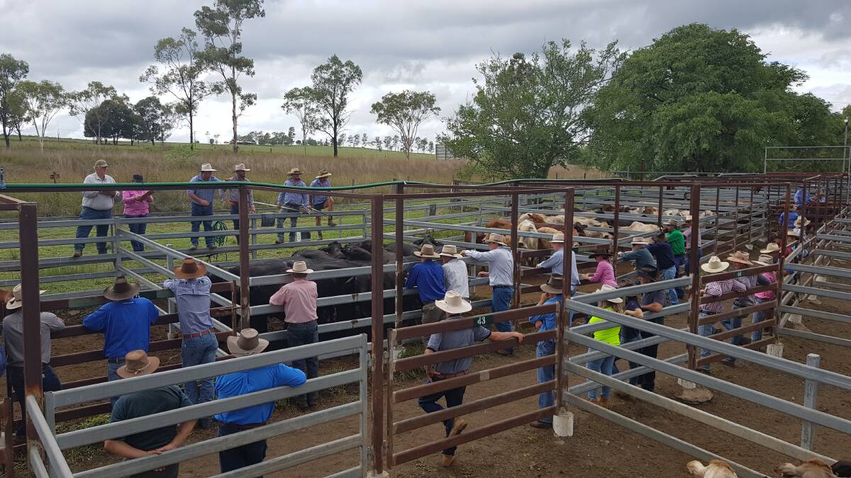 Heifers top 500c at Monto