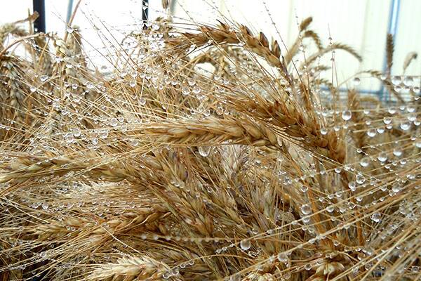 Frosts the latest obstacle to hit grain farmers​