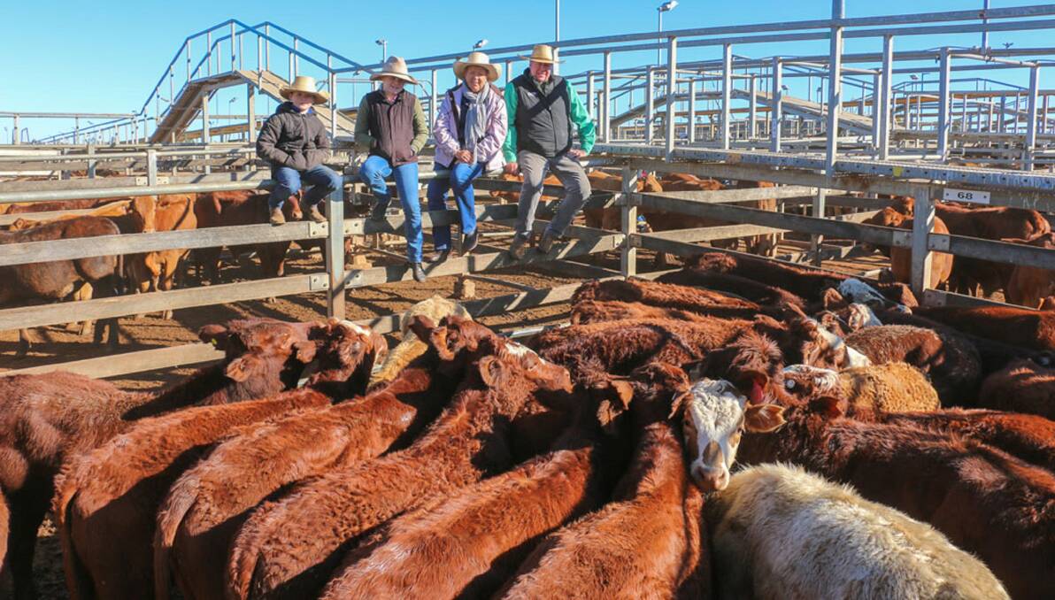 Ryan, Chloe and Kaye Bock with Nutrien Ag Solutions Roma agent Rod Turner and a pen of Bock steers, part of the consignment of 300 steers and 300 heifers. The steers sold to 474c/kg, reaching a top of $1248 to average $932. The heifers sold to 452c/kg, reaching a top of $1116 to average $878. 