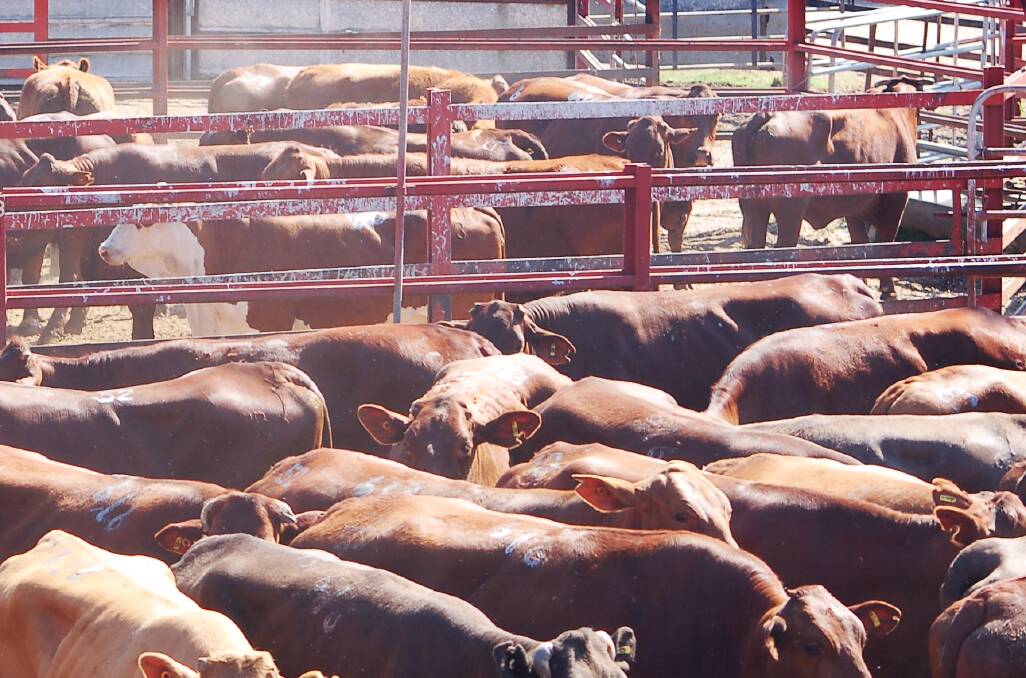 Light weight yearling steers to restockers hit 659c at Warwick