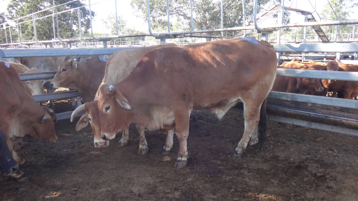 A Brahman cross steer a/c Wigton Grazing Co, Hivesville, that sold for $1700 at Toogoolawah on Friday. 