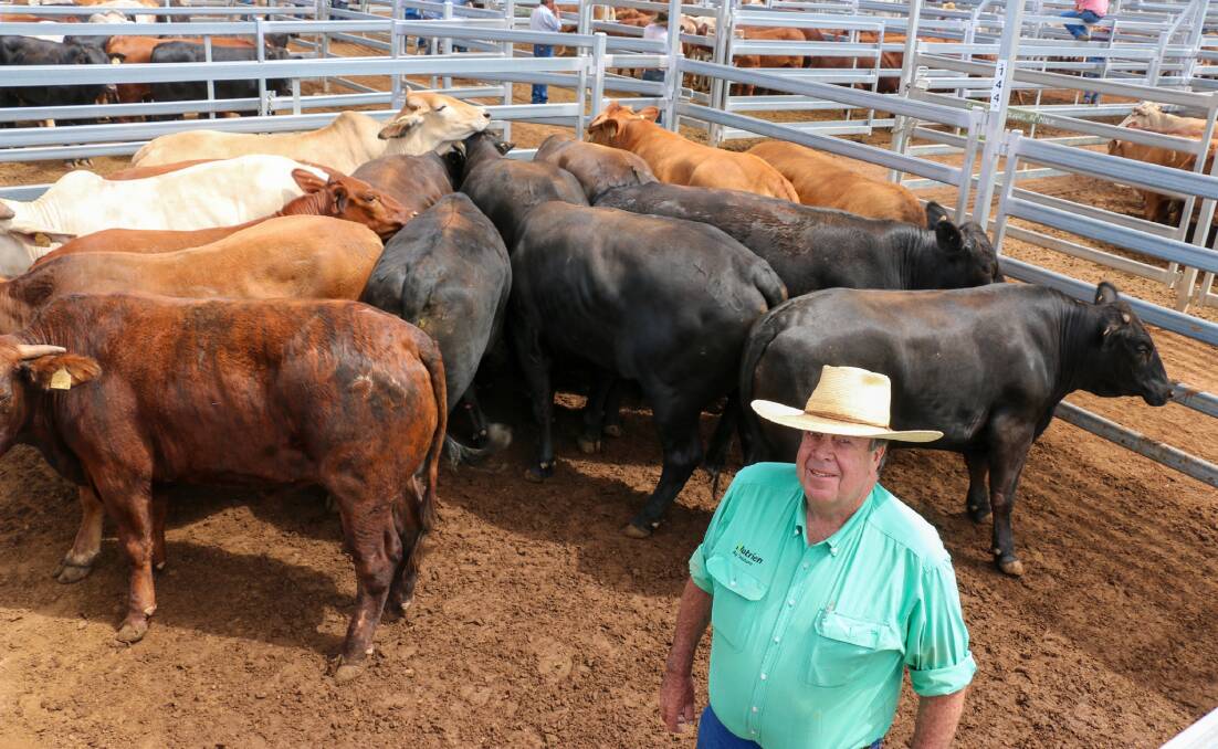Nutrien Ag Solutions Roma agent Rod Turner with a pen of Keech steers that sold to 369c/kg, reaching a top of $2215 to average $1852. 