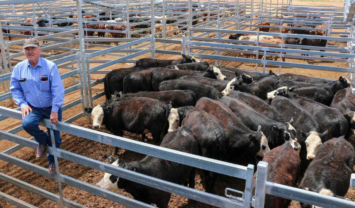 Watkins and Co agent Ian Bassett with a pen of West Farming P/L heifers that sold to 442c/kg, reaching a top of $1576 to average $1434. 