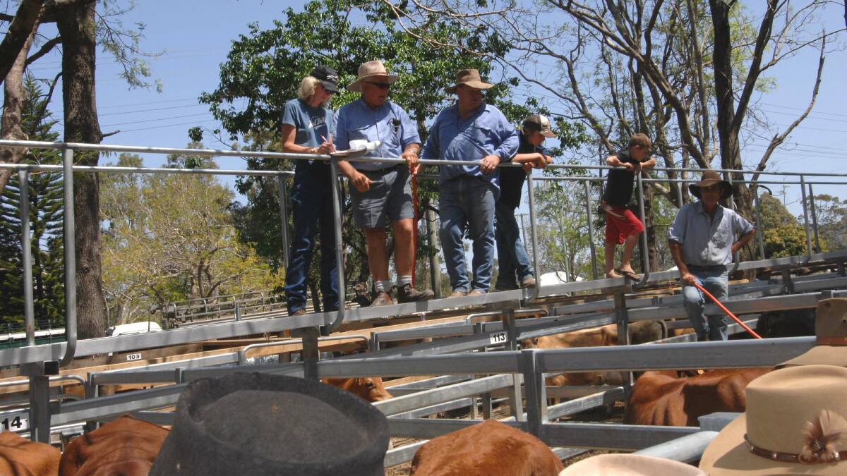 Charbray weaner heifers sell for $1400 at Woodford