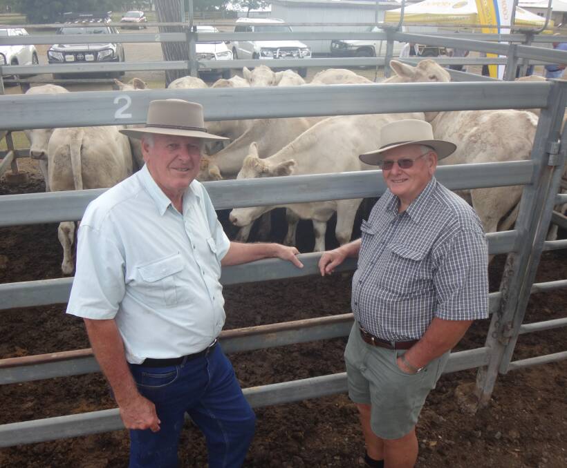 Ian and Lewis Paroz, Matdapilly, with a pen of 2 tooth Charolais cross steers that sold for $1300 at Toogoolawah.