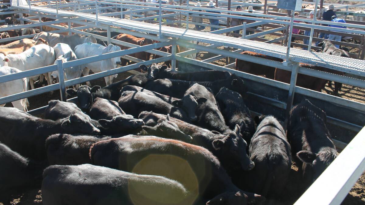 Ivan Perkins, Mt Lookerbie, Thangool consigned 17 quality Angus cross heifers to Montos fortnightly fat and store sale to realise $836 or 265c/kg selling to Hutchinson Grazing. 