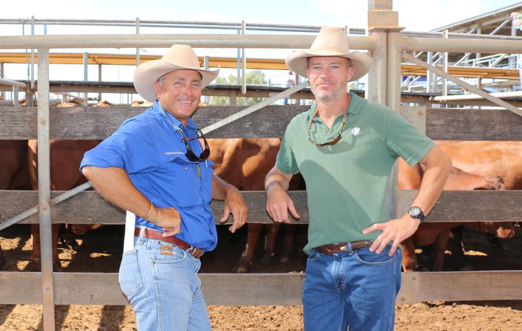 TopX Roma agent Cyril Close and vendor Huck Allen with a pen of Defiance Cattle Co, Mountain Cottage, Roma, Santa cross steers that sold to 654c/kg reaching a top of $2536 to average $2488.