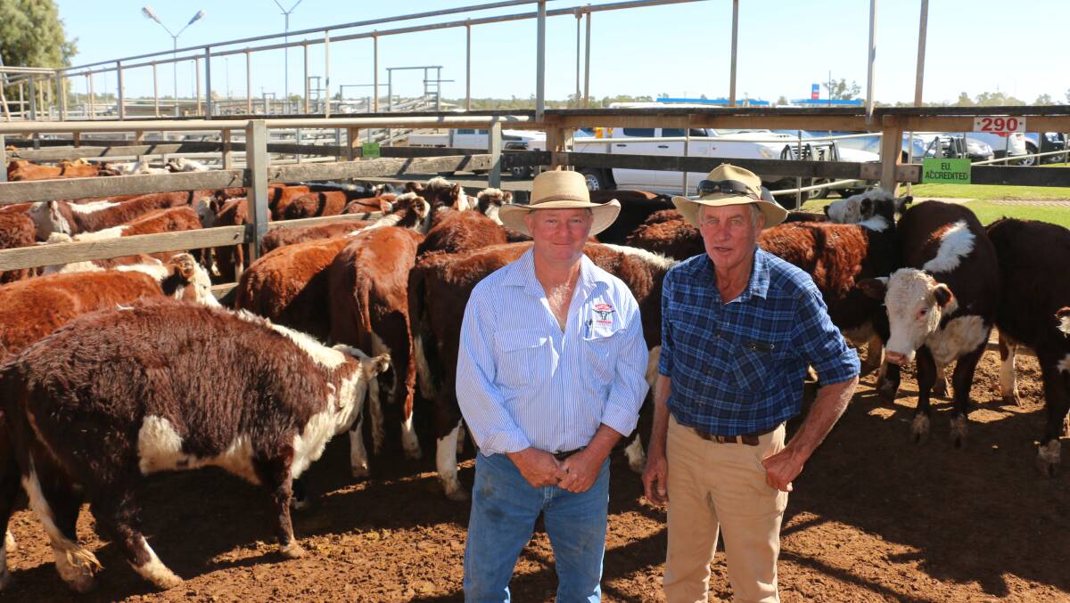 Watkins & Co agent Jim Green with Peter Maunder of Wilga Lea, Wallumbilla sold Hereford heifers that reached 230c/kg at 263kg returning $606/hd.