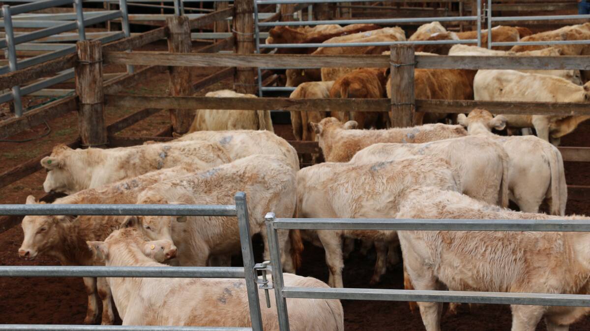 Charbray weaner heifers sell for 363c/$726 at Murgon
