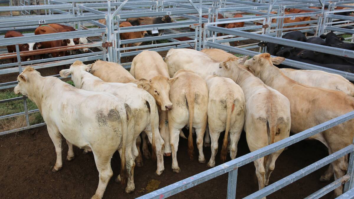 Charbray weaner steers sell to 298c at Biggenden