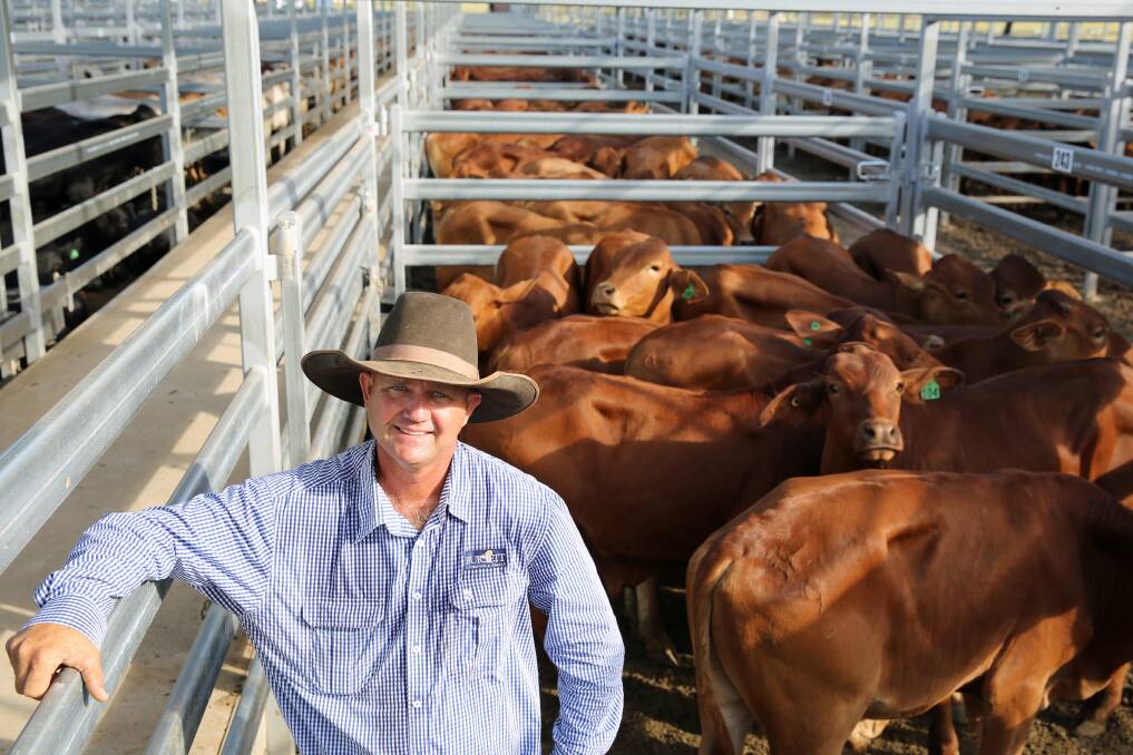 Burnett Livestock & Realty's Lance Whitaker with a line of Droughtmaster cross steers. The 95 very quiet No 9 steers were from Trott Family Grazing, Mundubbera, and sold for 413.2c/kg or $1198/head.