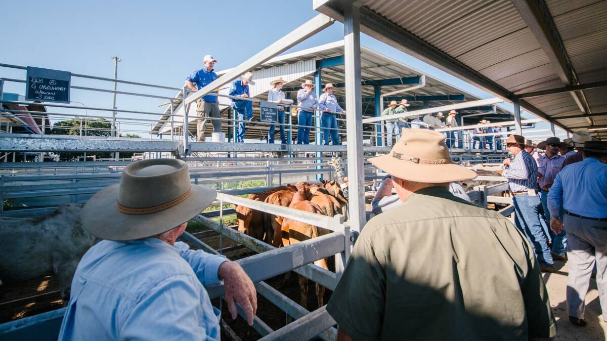 Wellbred restocker steers and heifers offered at Gracemere