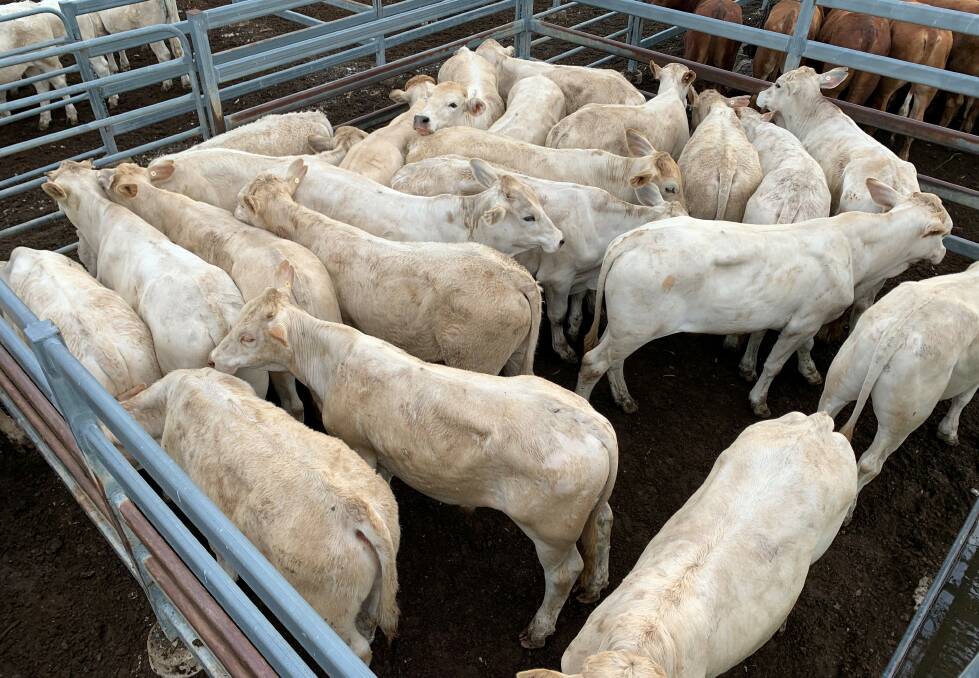 Charbray weaner steers account Tandora Grazing, Maryborough, sold for $1990/head.
