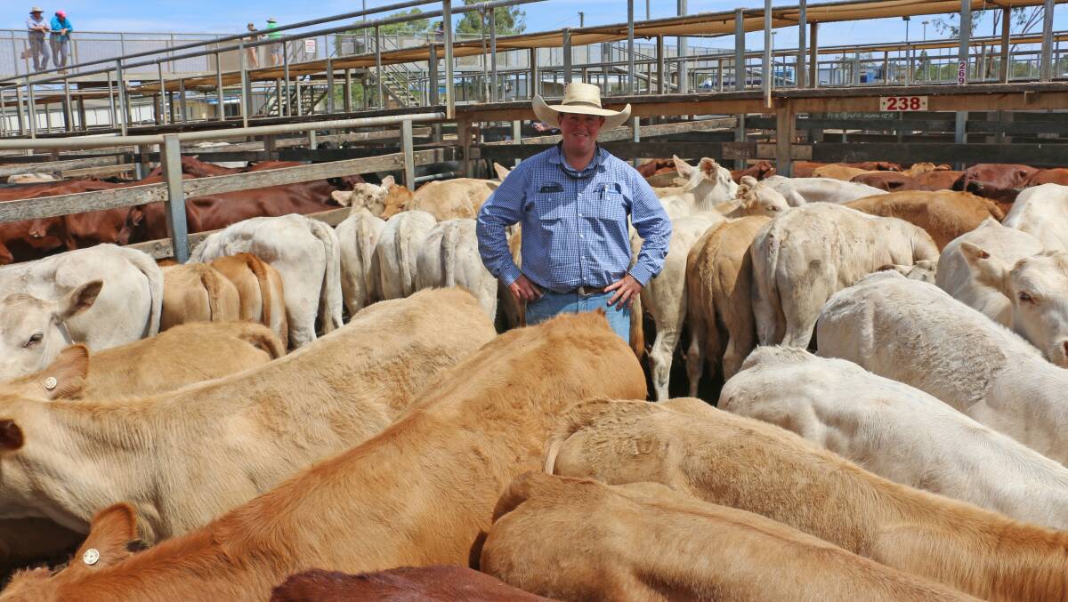 Grant Daniel Long agent Nick Shorten with Wando Grazing Company, Wando, Winton Charolais steers. The steers sold to 306c/kg, reaching a top of $767 to average $594.