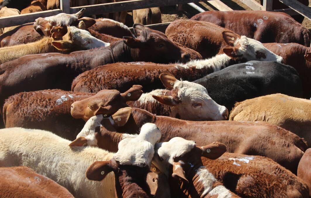 Yearling heifers sell for $1220 at Laidley