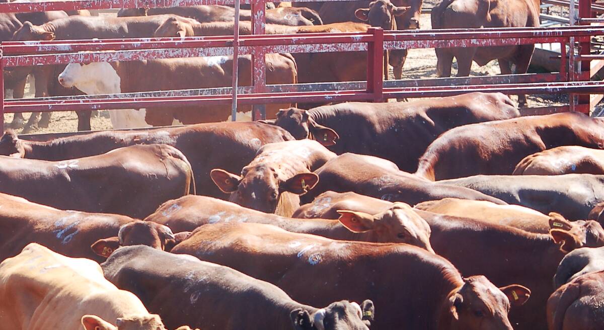 Light weight yearling steers 486c, average 456c at Warwick