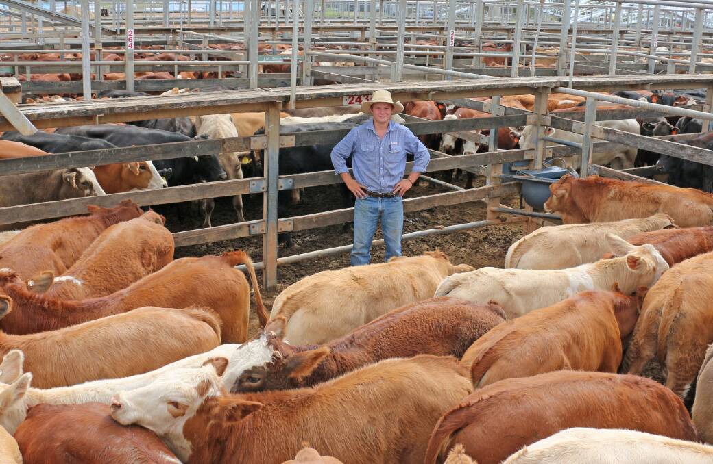 GDL agent Jack Hannah with the Openbah, St George Simmental cross steers, which sold to 324c/kg, reaching a top of $842 to average $787. 