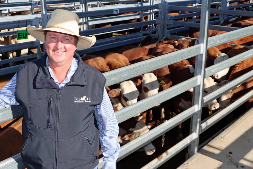 Burnett Livestock & Realty's Paul Hastings with a pen of Braford cross milk-tooth heifers on account of Brian and Trinket Anderson, Glenovan, Theodore, that sold to 443.2c/kg or $1966/hd.