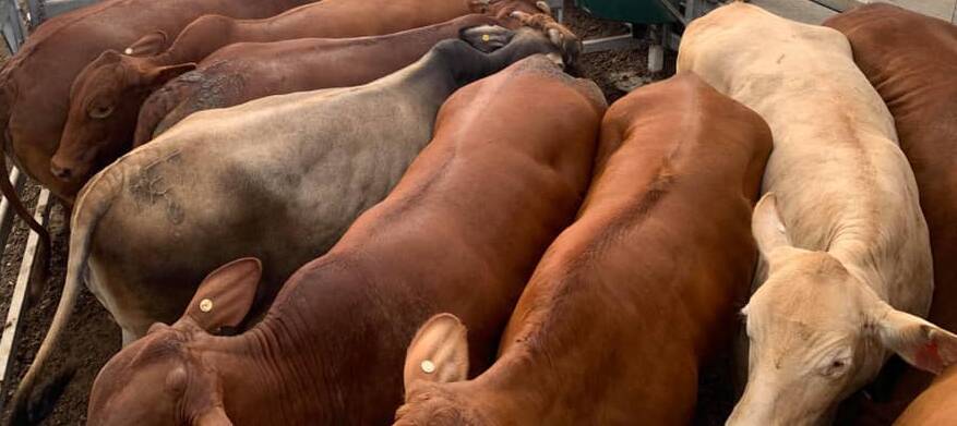 Brangus cows sell to $2030 at Biggenden