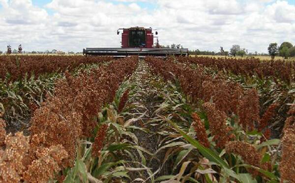 ABARES cuts wheat and sorghum crop forecasts
