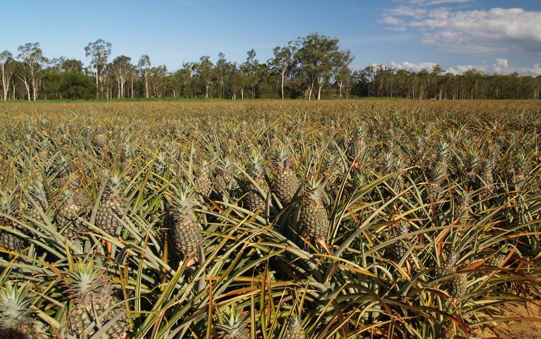 Roll into Rollingstone for Pineapple Field Days