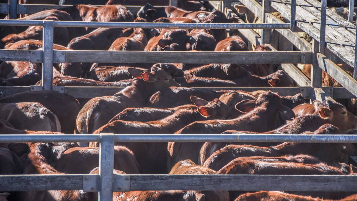 Quality Droughtmaster weaner heifers sell for $695 at Woodford
