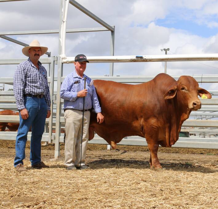TOP PRICE: Purchaser Jason Barnard, GJ Pastoral, Caldy Droughtmasters, Monto and vendor John Atkinson, Glenavon Droughtmasters. Pictures: Julie Sheehan