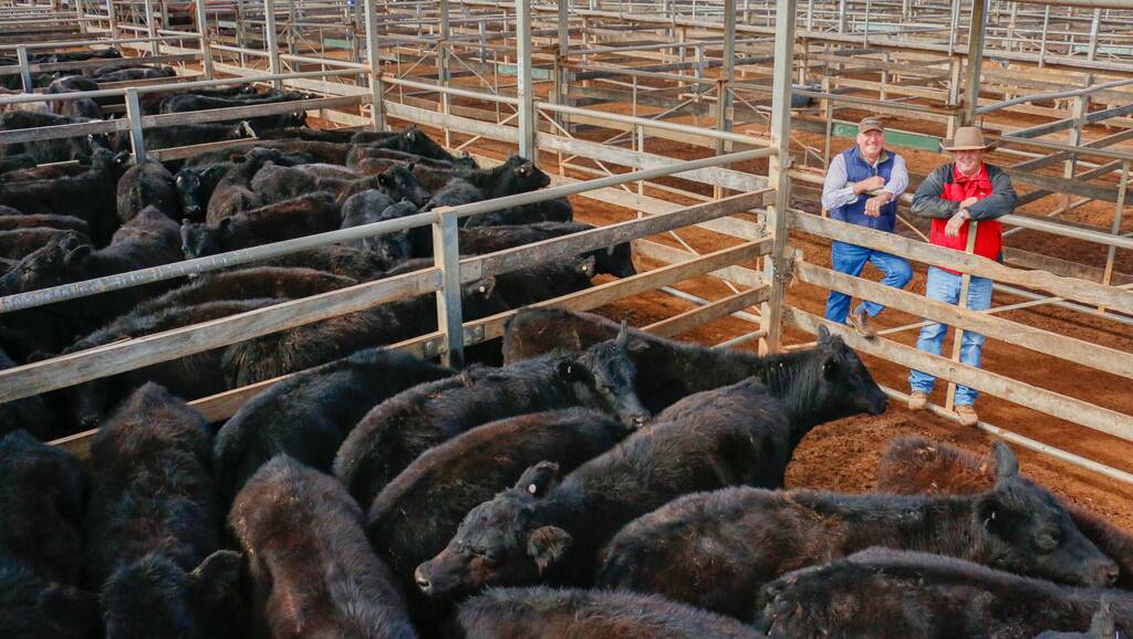 Les Ridge and Elders Roma agent Keith Crouch with a line of Ridge steers that sold to 430c/kg, reaching a top of $1250 to average $1170. 