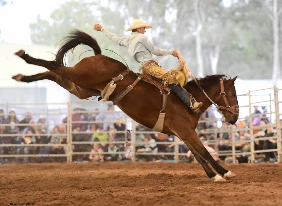 Tom Kerr is one of the favourites in the Saddle Bronc.  Picture: David Ethell.