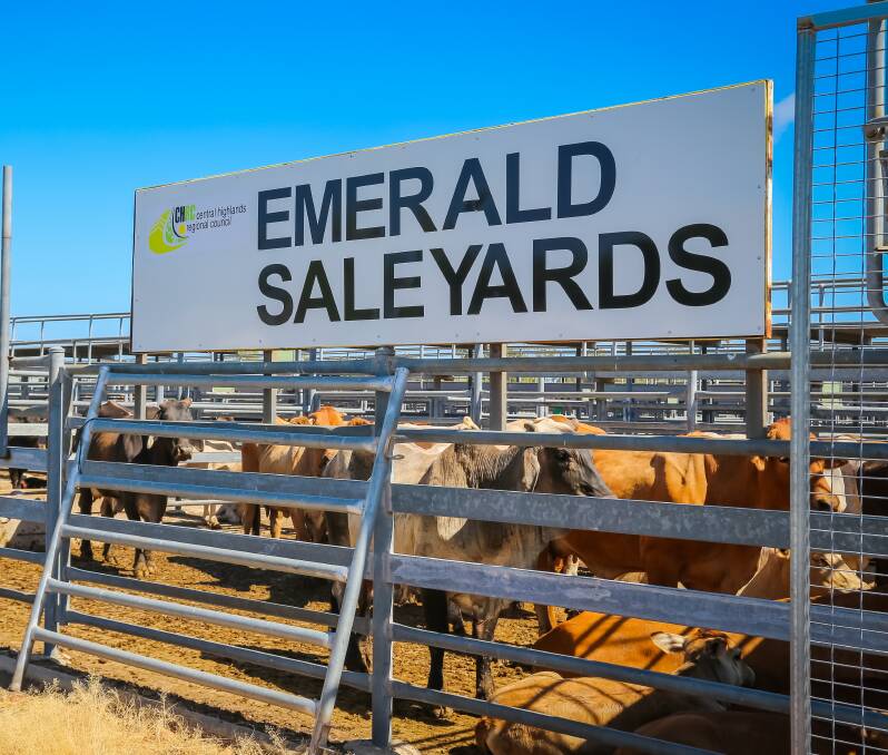 At Emerald on Thursday medium weight cows reached 295c/kg and heavyweights reached 293c/kg.
