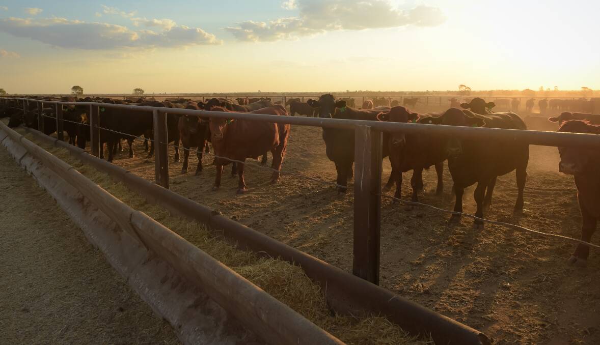 We have more than 1 million cattle on feed, and have had for most of 2018, and while carcase weights are on the rise the cost of grain is squeezing margins. 