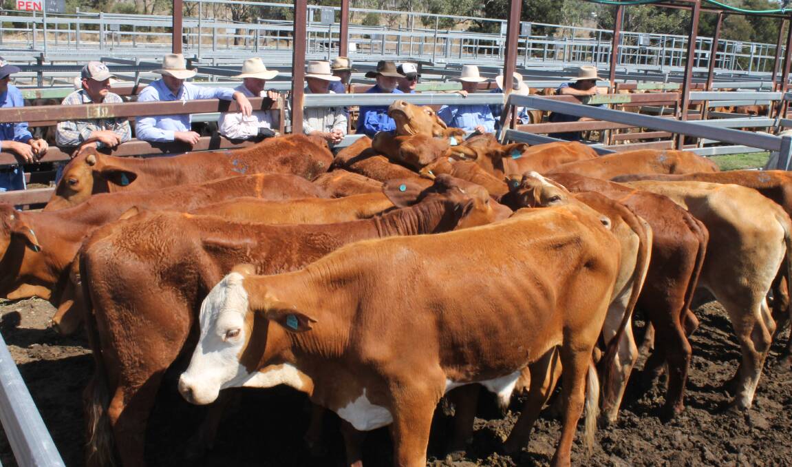 Australian Runze Agricultural sold Brangus Droughtmaster cross 2-tooth steers 386kg for 263c/kg or $1017 while their 4-tooth brothers sold to 248c or $870 at Monto’s fat and store sale.