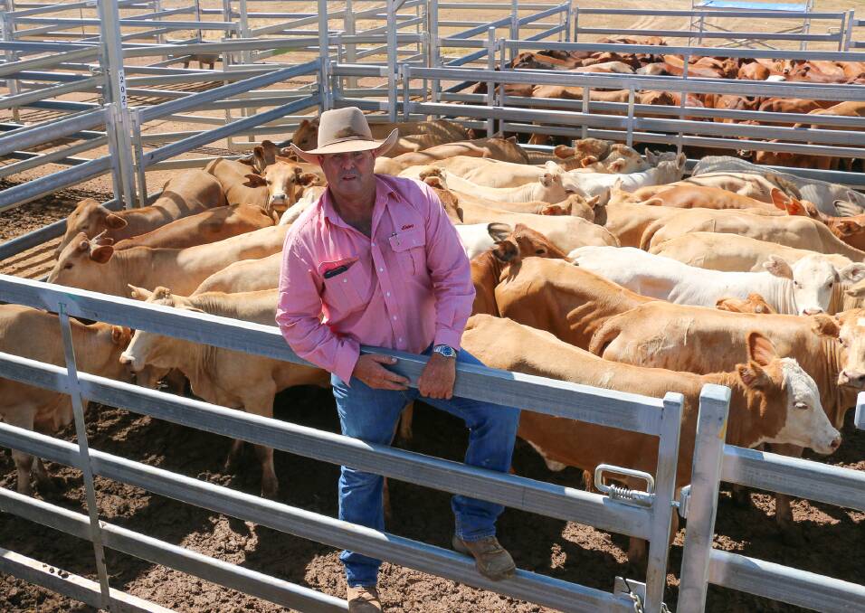Elders Roma agent Keith Crouch with a pen of Athelstane Pastoral Co heifers that sold to 338c/kg, reaching a top of $1041 to average $982. 