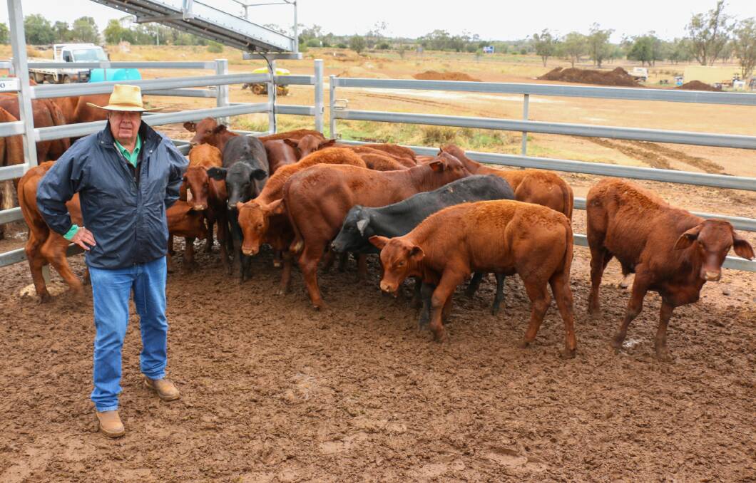 Nutrien Ag Solutions Roma agent Rod Turner with a pen of CJ & DL Wearing steers that sold to 706c/kg, reaching a top of $1534 to average $1534.