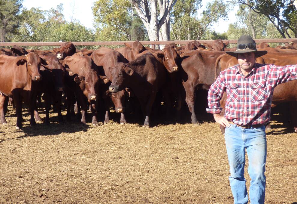 Hobartville Station, Alpha manager Steve Kimber with the breeders sold on AuctionsPlus last Friday marketed earlier than usual due to the dry.