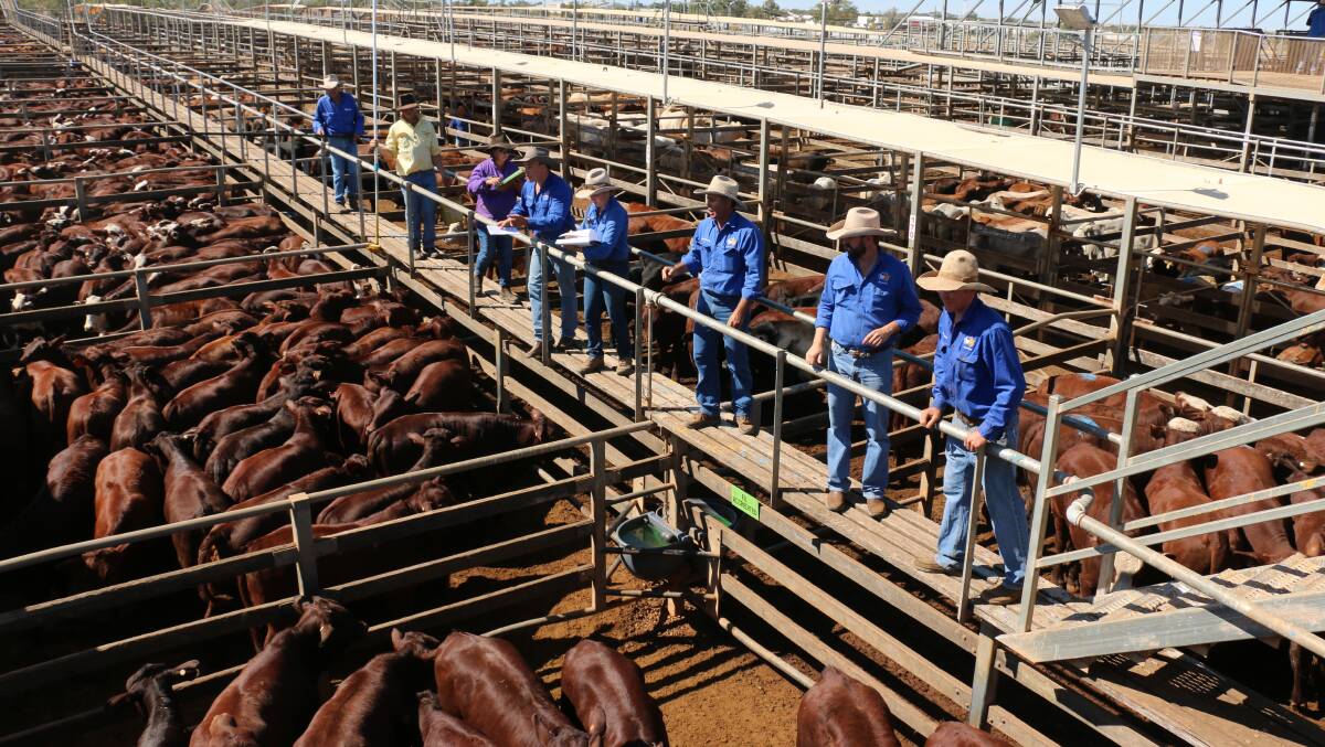 Weaner steers top at 788c at Roma