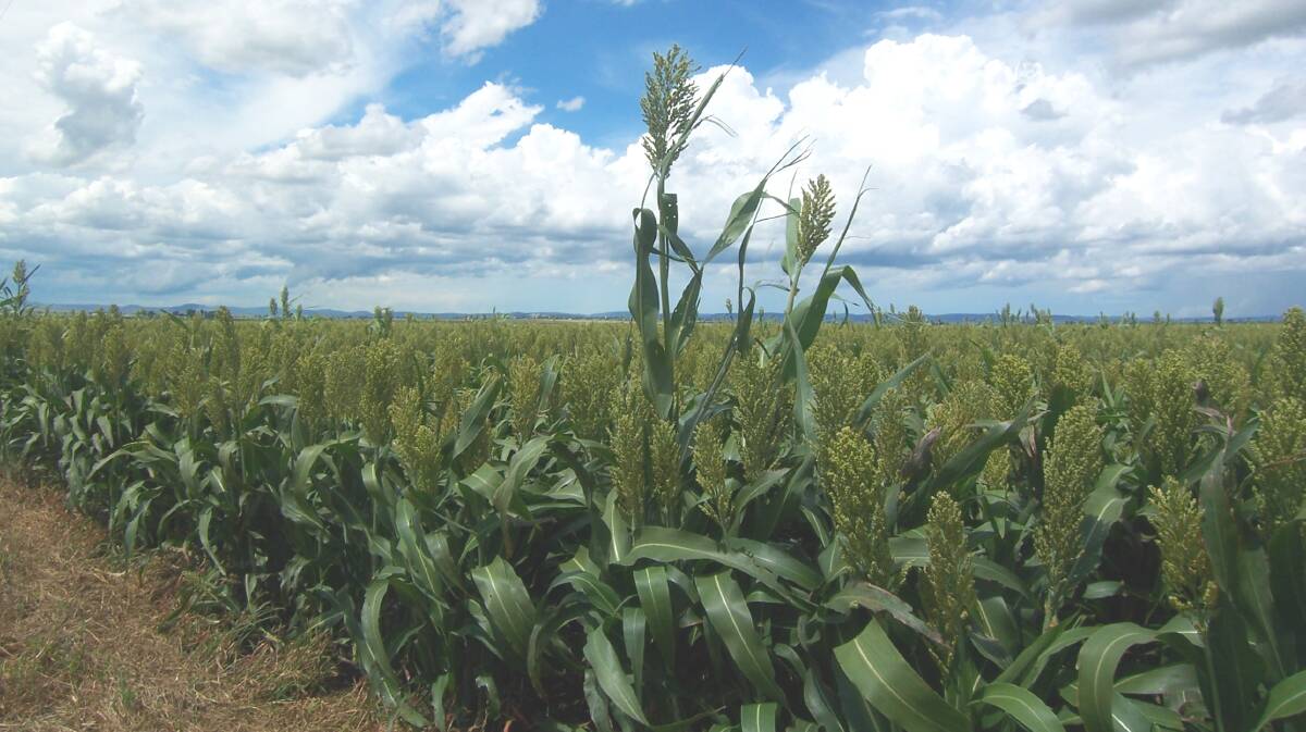 Southern Qld sorghum crops feeling the heat​